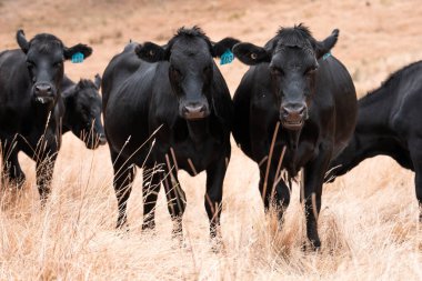 Çiftlikte siyah wagyu sığır eti. Avustralya 'daki güzel sığırlar ot yer, çayırlarda otlarlar. Tarımsal bir çiftlikte yetiştirilen sığır sürüsü. Sürdürülebilir tarım