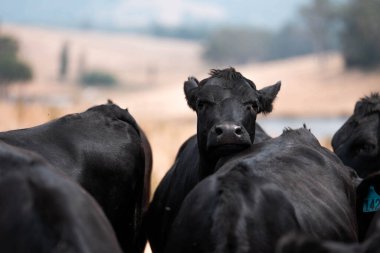 Çiftlikte siyah wagyu sığır eti. Avustralya 'daki güzel sığırlar ot yer, çayırlarda otlarlar. Tarımsal bir çiftlikte yetiştirilen sığır sürüsü. Sürdürülebilir tarım
