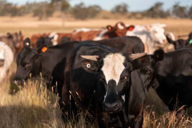 Çiftlikte siyah wagyu sığır eti. Avustralya 'daki güzel sığırlar ot yer, çayırlarda otlarlar. Tarımsal bir çiftlikte yetiştirilen sığır sürüsü. Sürdürülebilir tarım