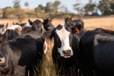 Çiftlikte siyah wagyu sığır eti. Avustralya 'daki güzel sığırlar ot yer, çayırlarda otlarlar. Tarımsal bir çiftlikte yetiştirilen sığır sürüsü. Sürdürülebilir tarım