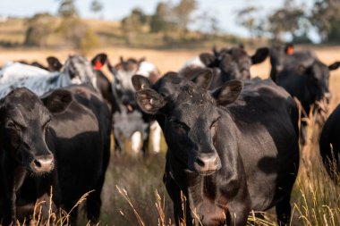 Çiftlikte siyah wagyu sığır eti. Avustralya 'daki güzel sığırlar ot yer, çayırlarda otlarlar. Tarımsal bir çiftlikte yetiştirilen sığır sürüsü. Sürdürülebilir tarım