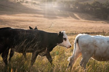 Çiftlikte siyah wagyu sığır eti. Avustralya 'daki güzel sığırlar ot yer, çayırlarda otlarlar. Tarımsal bir çiftlikte yetiştirilen sığır sürüsü. Sürdürülebilir tarım