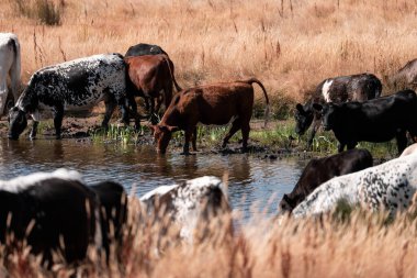 Çiftlikte siyah wagyu sığır eti. Avustralya 'daki güzel sığırlar ot yer, çayırlarda otlarlar. Tarımsal bir çiftlikte yetiştirilen sığır sürüsü. Sürdürülebilir tarım