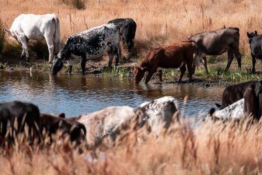 Çiftlikte siyah wagyu sığır eti. Avustralya 'daki güzel sığırlar ot yer, çayırlarda otlarlar. Tarımsal bir çiftlikte yetiştirilen sığır sürüsü. Sürdürülebilir tarım
