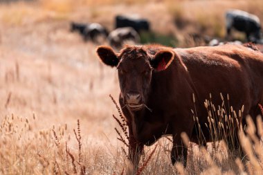 Çiftlikte siyah wagyu sığır eti. Avustralya 'daki güzel sığırlar ot yer, çayırlarda otlarlar. Tarımsal bir çiftlikte yetiştirilen sığır sürüsü. Sürdürülebilir tarım