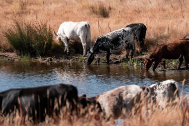 Çiftlikte siyah wagyu sığır eti. Avustralya 'daki güzel sığırlar ot yer, çayırlarda otlarlar. Tarımsal bir çiftlikte yetiştirilen sığır sürüsü. Sürdürülebilir tarım
