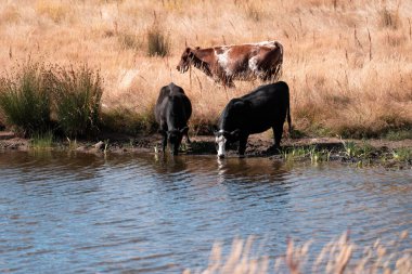 Çiftlikte siyah wagyu sığır eti. Avustralya 'daki güzel sığırlar ot yer, çayırlarda otlarlar. Tarımsal bir çiftlikte yetiştirilen sığır sürüsü. Sürdürülebilir tarım