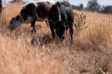 Çiftlikte siyah wagyu sığır eti. Avustralya 'daki güzel sığırlar ot yer, çayırlarda otlarlar. Tarımsal bir çiftlikte yetiştirilen sığır sürüsü. Sürdürülebilir tarım