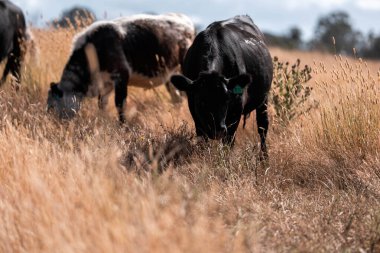 Çiftlikte siyah wagyu sığır eti. Avustralya 'daki güzel sığırlar ot yer, çayırlarda otlarlar. Tarımsal bir çiftlikte yetiştirilen sığır sürüsü. Sürdürülebilir tarım