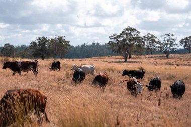 Çiftlikte siyah wagyu sığır eti. Avustralya 'daki güzel sığırlar ot yer, çayırlarda otlarlar. Tarımsal bir çiftlikte yetiştirilen sığır sürüsü. Sürdürülebilir tarım