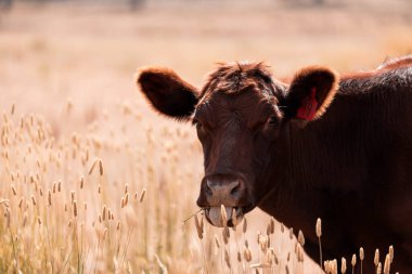 Çiftlikte siyah wagyu sığır eti. Avustralya 'daki güzel sığırlar ot yer, çayırlarda otlarlar. Tarımsal bir çiftlikte yetiştirilen sığır sürüsü. Sürdürülebilir tarım