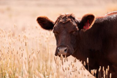 Çiftlikte siyah wagyu sığır eti. Avustralya 'daki güzel sığırlar ot yer, çayırlarda otlarlar. Tarımsal bir çiftlikte yetiştirilen sığır sürüsü. Sürdürülebilir tarım