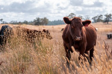 Çiftlikte siyah wagyu sığır eti. Avustralya 'daki güzel sığırlar ot yer, çayırlarda otlarlar. Tarımsal bir çiftlikte yetiştirilen sığır sürüsü. Sürdürülebilir tarım