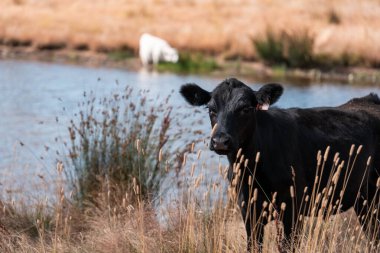 Çiftlikte siyah wagyu sığır eti. Avustralya 'daki güzel sığırlar ot yer, çayırlarda otlarlar. Tarımsal bir çiftlikte yetiştirilen sığır sürüsü. Sürdürülebilir tarım