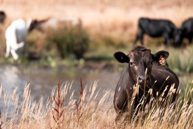 Çiftlikte siyah wagyu sığır eti. Avustralya 'daki güzel sığırlar ot yer, çayırlarda otlarlar. Tarımsal bir çiftlikte yetiştirilen sığır sürüsü. Sürdürülebilir tarım