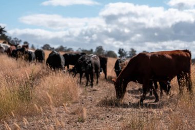 Çiftlikte siyah wagyu sığır eti. Avustralya 'daki güzel sığırlar ot yer, çayırlarda otlarlar. Tarımsal bir çiftlikte yetiştirilen sığır sürüsü. Sürdürülebilir tarım