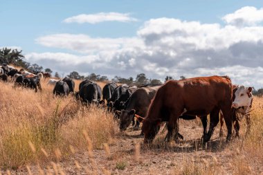 Çiftlikte siyah wagyu sığır eti. Avustralya 'daki güzel sığırlar ot yer, çayırlarda otlarlar. Tarımsal bir çiftlikte yetiştirilen sığır sürüsü. Sürdürülebilir tarım