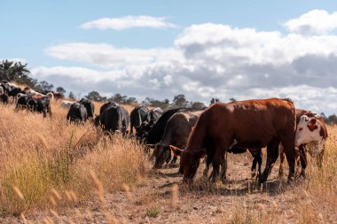 Çiftlikte siyah wagyu sığır eti. Avustralya 'daki güzel sığırlar ot yer, çayırlarda otlarlar. Tarımsal bir çiftlikte yetiştirilen sığır sürüsü. Sürdürülebilir tarım