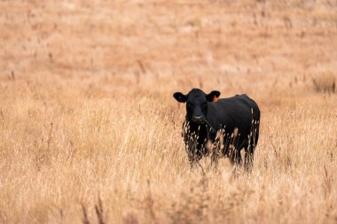 Çiftlikte siyah wagyu sığır eti. Avustralya 'daki güzel sığırlar ot yer, çayırlarda otlarlar. Tarımsal bir çiftlikte yetiştirilen sığır sürüsü. Sürdürülebilir tarım