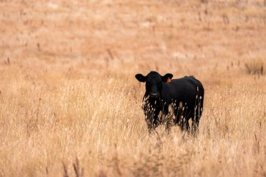 Çiftlikte siyah wagyu sığır eti. Avustralya 'daki güzel sığırlar ot yer, çayırlarda otlarlar. Tarımsal bir çiftlikte yetiştirilen sığır sürüsü. Sürdürülebilir tarım