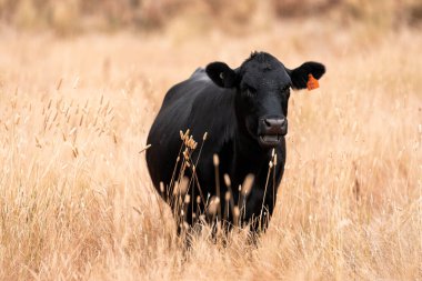 Çiftlikte siyah wagyu sığır eti. Avustralya 'daki güzel sığırlar ot yer, çayırlarda otlarlar. Tarımsal bir çiftlikte yetiştirilen sığır sürüsü. Sürdürülebilir tarım