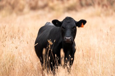 Çiftlikte siyah wagyu sığır eti. Avustralya 'daki güzel sığırlar ot yer, çayırlarda otlarlar. Tarımsal bir çiftlikte yetiştirilen sığır sürüsü. Sürdürülebilir tarım