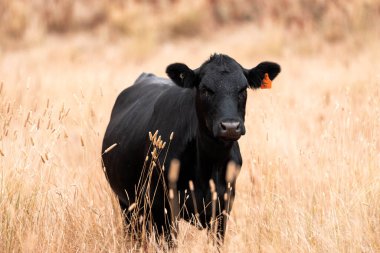 Çiftlikte siyah wagyu sığır eti. Avustralya 'daki güzel sığırlar ot yer, çayırlarda otlarlar. Tarımsal bir çiftlikte yetiştirilen sığır sürüsü. Sürdürülebilir tarım