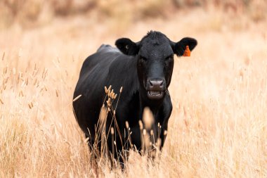 Çiftlikte siyah wagyu sığır eti. Avustralya 'daki güzel sığırlar ot yer, çayırlarda otlarlar. Tarımsal bir çiftlikte yetiştirilen sığır sürüsü. Sürdürülebilir tarım