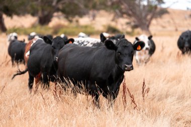 Çiftlikte siyah wagyu sığır eti. Avustralya 'daki güzel sığırlar ot yer, çayırlarda otlarlar. Tarımsal bir çiftlikte yetiştirilen sığır sürüsü. Sürdürülebilir tarım