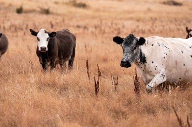 Çiftlikte siyah wagyu sığır eti. Avustralya 'daki güzel sığırlar ot yer, çayırlarda otlarlar. Tarımsal bir çiftlikte yetiştirilen sığır sürüsü. Sürdürülebilir tarım