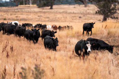 Çiftlikte siyah wagyu sığır eti. Avustralya 'daki güzel sığırlar ot yer, çayırlarda otlarlar. Tarımsal bir çiftlikte yetiştirilen sığır sürüsü. Sürdürülebilir tarım