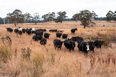 Çiftlikte siyah wagyu sığır eti. Avustralya 'daki güzel sığırlar ot yer, çayırlarda otlarlar. Tarımsal bir çiftlikte yetiştirilen sığır sürüsü. Sürdürülebilir tarım