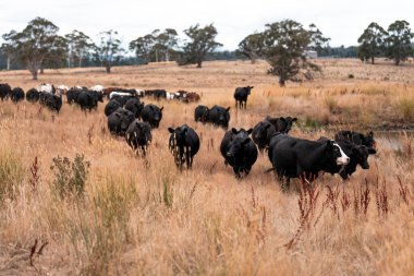 Çiftlikte siyah wagyu sığır eti. Avustralya 'daki güzel sığırlar ot yer, çayırlarda otlarlar. Tarımsal bir çiftlikte yetiştirilen sığır sürüsü. Sürdürülebilir tarım