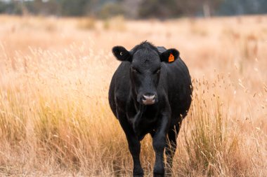 Çiftlikte siyah wagyu sığır eti. Avustralya 'daki güzel sığırlar ot yer, çayırlarda otlarlar. Tarımsal bir çiftlikte yetiştirilen sığır sürüsü. Sürdürülebilir tarım