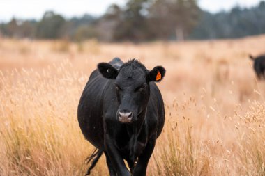 Çiftlikte siyah wagyu sığır eti. Avustralya 'daki güzel sığırlar ot yer, çayırlarda otlarlar. Tarımsal bir çiftlikte yetiştirilen sığır sürüsü. Sürdürülebilir tarım