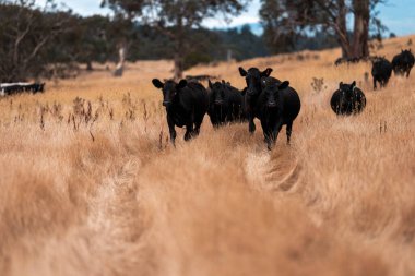 Çiftlikte siyah wagyu sığır eti. Avustralya 'daki güzel sığırlar ot yer, çayırlarda otlarlar. Tarımsal bir çiftlikte yetiştirilen sığır sürüsü. Sürdürülebilir tarım