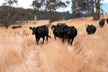Çiftlikte siyah wagyu sığır eti. Avustralya 'daki güzel sığırlar ot yer, çayırlarda otlarlar. Tarımsal bir çiftlikte yetiştirilen sığır sürüsü. Sürdürülebilir tarım