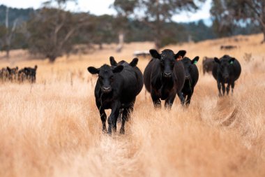 Çiftlikte siyah wagyu sığır eti. Avustralya 'daki güzel sığırlar ot yer, çayırlarda otlarlar. Tarımsal bir çiftlikte yetiştirilen sığır sürüsü. Sürdürülebilir tarım
