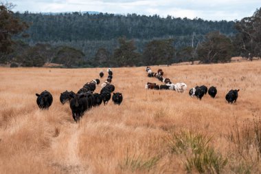 Çiftlikte siyah wagyu sığır eti. Avustralya 'daki güzel sığırlar ot yer, çayırlarda otlarlar. Tarımsal bir çiftlikte yetiştirilen sığır sürüsü. Sürdürülebilir tarım