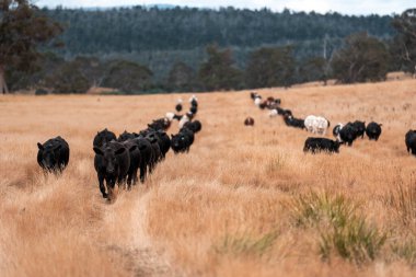 Çiftlikte siyah wagyu sığır eti. Avustralya 'daki güzel sığırlar ot yer, çayırlarda otlarlar. Tarımsal bir çiftlikte yetiştirilen sığır sürüsü. Sürdürülebilir tarım
