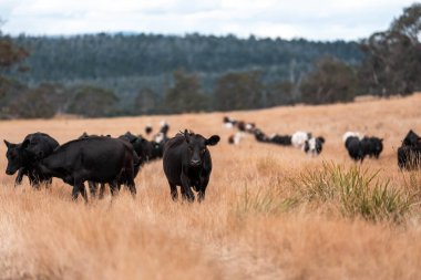 Çiftlikte siyah wagyu sığır eti. Avustralya 'daki güzel sığırlar ot yer, çayırlarda otlarlar. Tarımsal bir çiftlikte yetiştirilen sığır sürüsü. Sürdürülebilir tarım