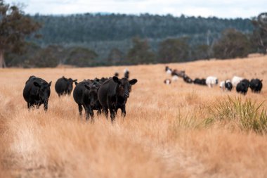 Çiftlikte siyah wagyu sığır eti. Avustralya 'daki güzel sığırlar ot yer, çayırlarda otlarlar. Tarımsal bir çiftlikte yetiştirilen sığır sürüsü. Sürdürülebilir tarım
