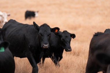 Çiftlikte siyah wagyu sığır eti. Avustralya 'daki güzel sığırlar ot yer, çayırlarda otlarlar. Tarımsal bir çiftlikte yetiştirilen sığır sürüsü. Sürdürülebilir tarım
