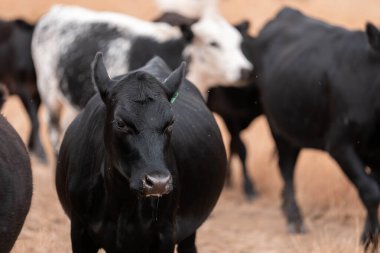 Çiftlikte siyah wagyu sığır eti. Avustralya 'daki güzel sığırlar ot yer, çayırlarda otlarlar. Tarımsal bir çiftlikte yetiştirilen sığır sürüsü. Sürdürülebilir tarım