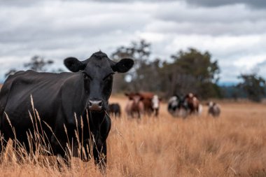 Çiftlikte siyah wagyu sığır eti. Avustralya 'daki güzel sığırlar ot yer, çayırlarda otlarlar. Tarımsal bir çiftlikte yetiştirilen sığır sürüsü. Sürdürülebilir tarım