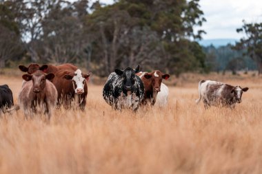 Çiftlikte siyah wagyu sığır eti. Avustralya 'daki güzel sığırlar ot yer, çayırlarda otlarlar. Tarımsal bir çiftlikte yetiştirilen sığır sürüsü. Sürdürülebilir tarım