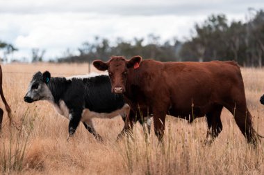 Çiftlikte siyah wagyu sığır eti. Avustralya 'daki güzel sığırlar ot yer, çayırlarda otlarlar. Tarımsal bir çiftlikte yetiştirilen sığır sürüsü. Sürdürülebilir tarım