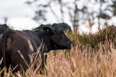 Çiftlikte siyah wagyu sığır eti. Avustralya 'daki güzel sığırlar ot yer, çayırlarda otlarlar. Tarımsal bir çiftlikte yetiştirilen sığır sürüsü. Sürdürülebilir tarım