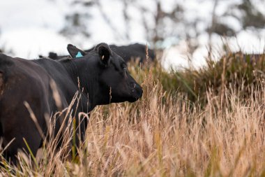 Çiftlikte siyah wagyu sığır eti. Avustralya 'daki güzel sığırlar ot yer, çayırlarda otlarlar. Tarımsal bir çiftlikte yetiştirilen sığır sürüsü. Sürdürülebilir tarım