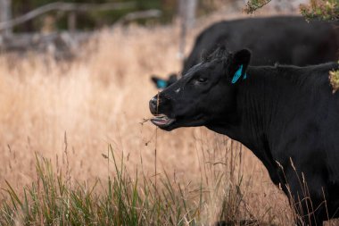 Çiftlikte siyah wagyu sığır eti. Avustralya 'daki güzel sığırlar ot yer, çayırlarda otlarlar. Tarımsal bir çiftlikte yetiştirilen sığır sürüsü. Sürdürülebilir tarım